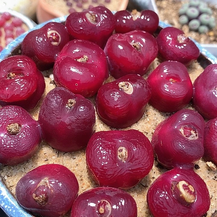 韩版蟠桃一颗  买2送1