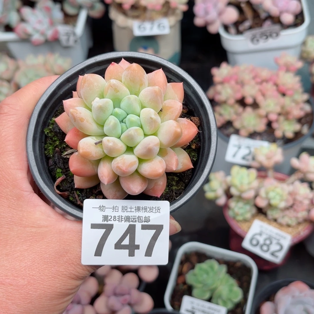 甜***力星空美人单头无盆土发货