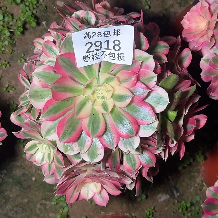 2918粉女巫多肉植物