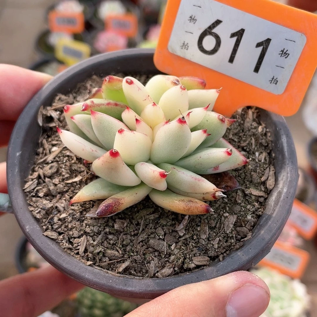 【闪购商品】611号