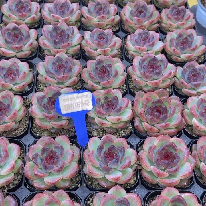 量拍69号 暗夜单头一个