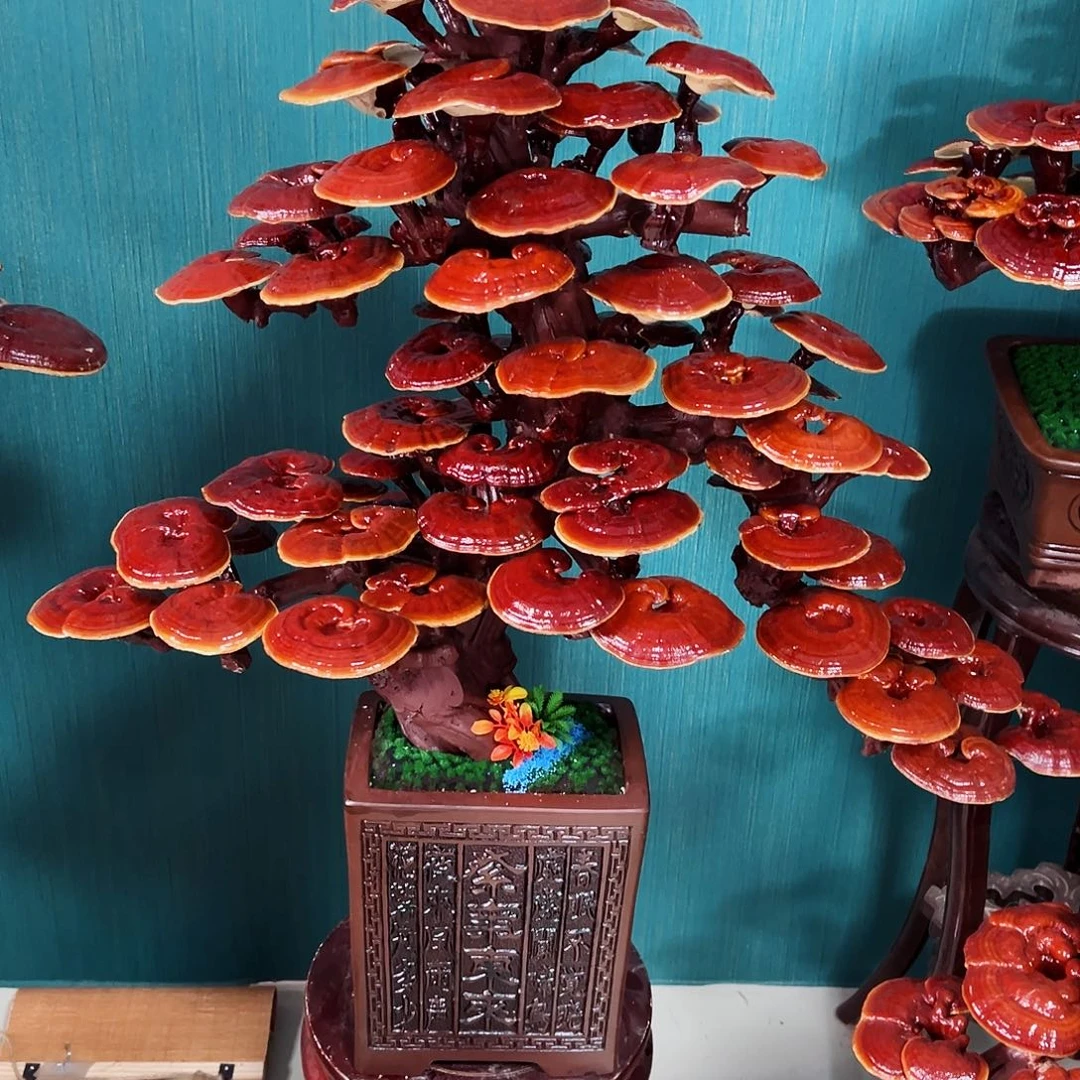 【闪购商品】无花朵