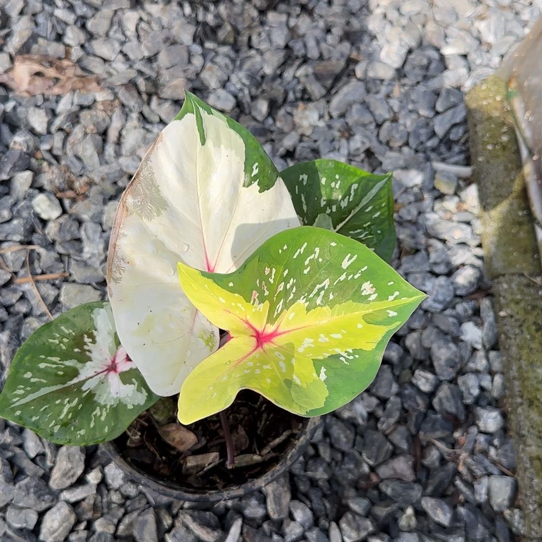 阿***彩完全开放富豪，泰彩脱土裸根发