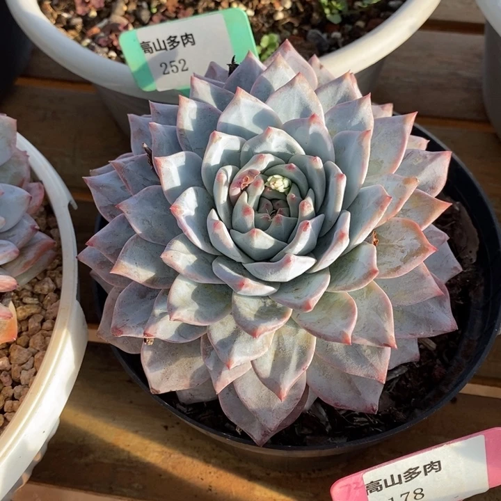 D252- 直播福利 粉蓝鸟