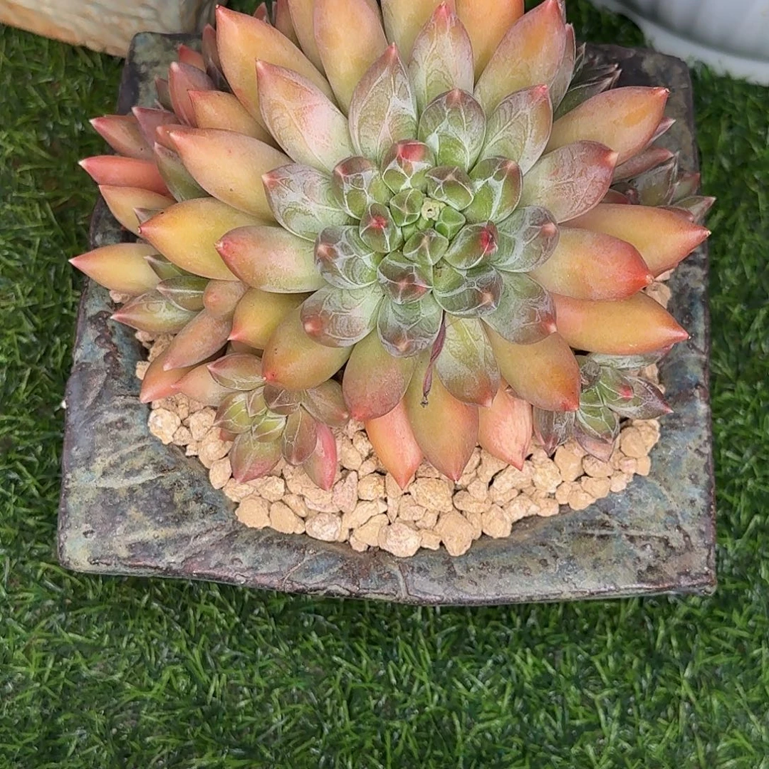 重楼多肉植物发货