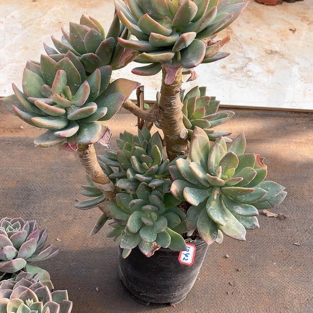 1042芒果美人 一物一拍多肉