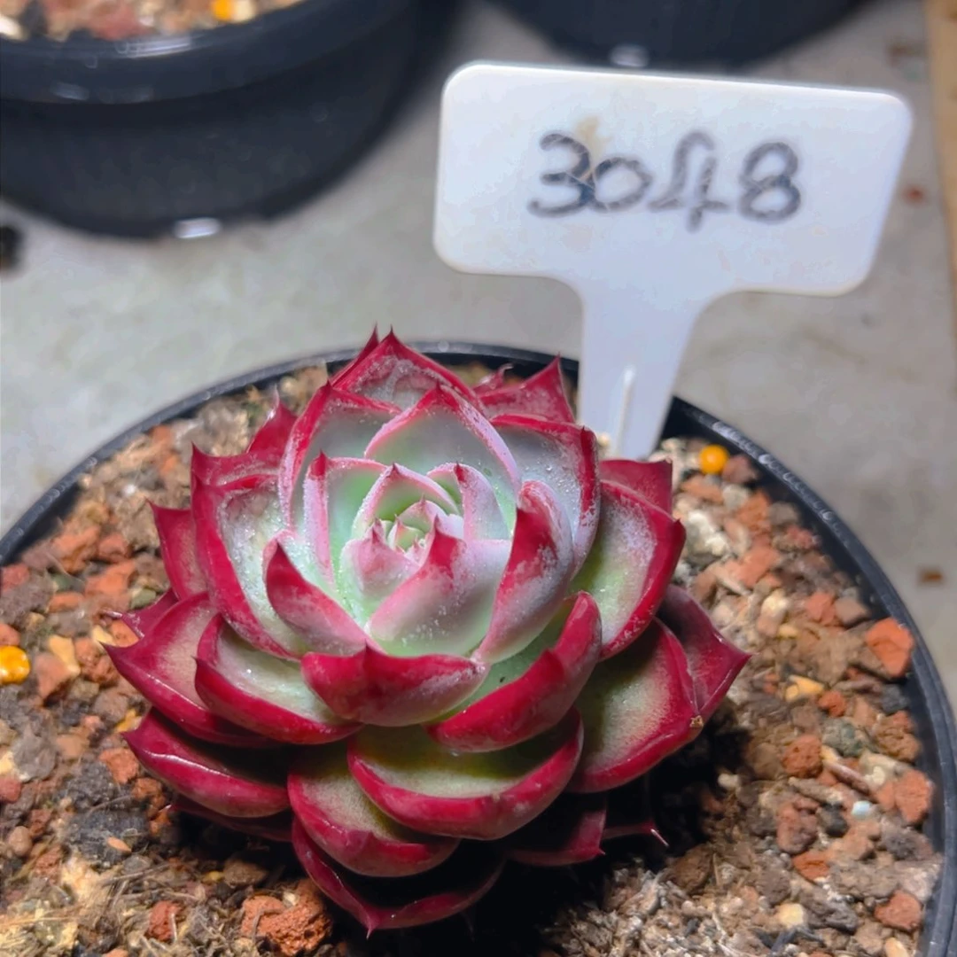 惊鸿仙子一物一拍3048号