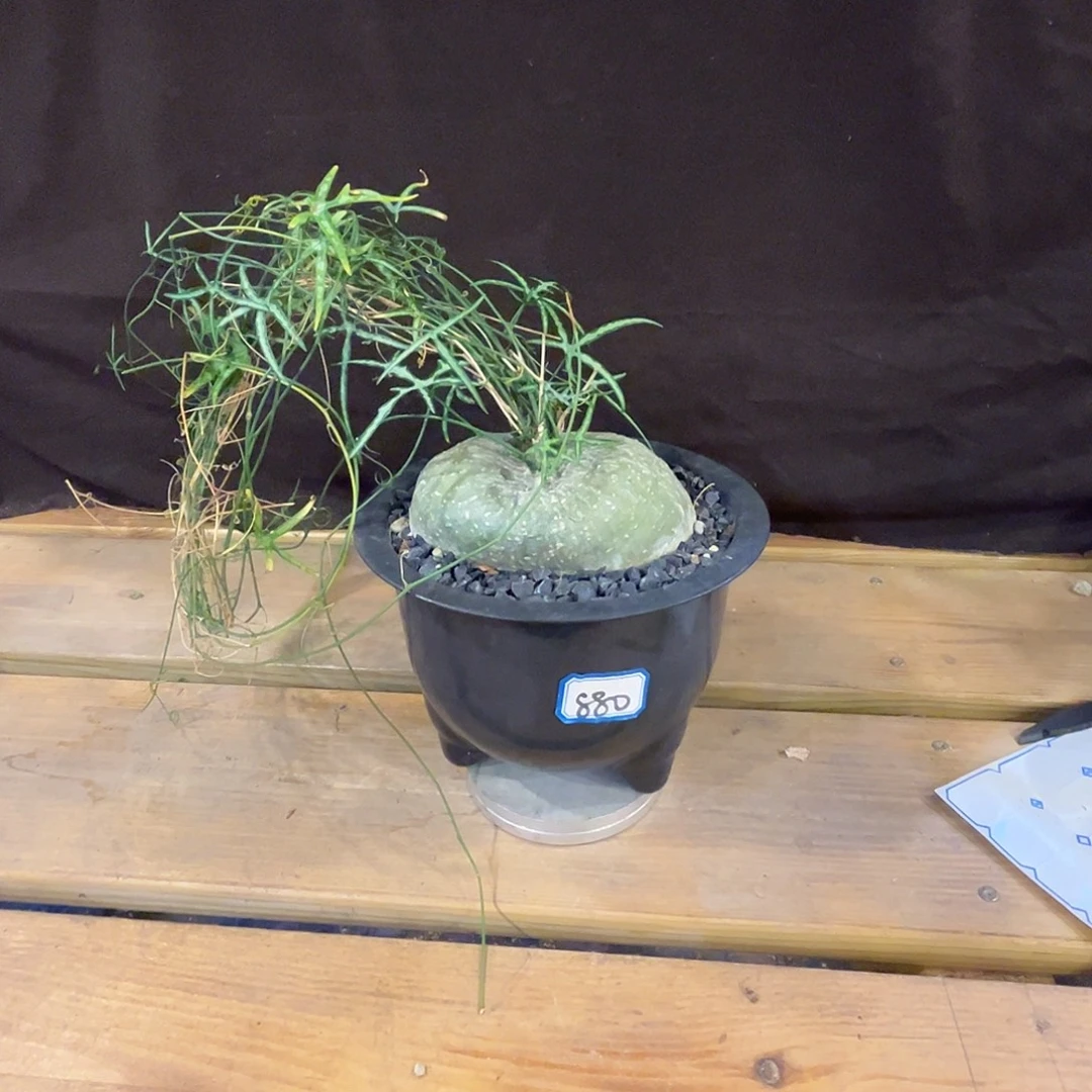 汤圆植物彩叶西番莲