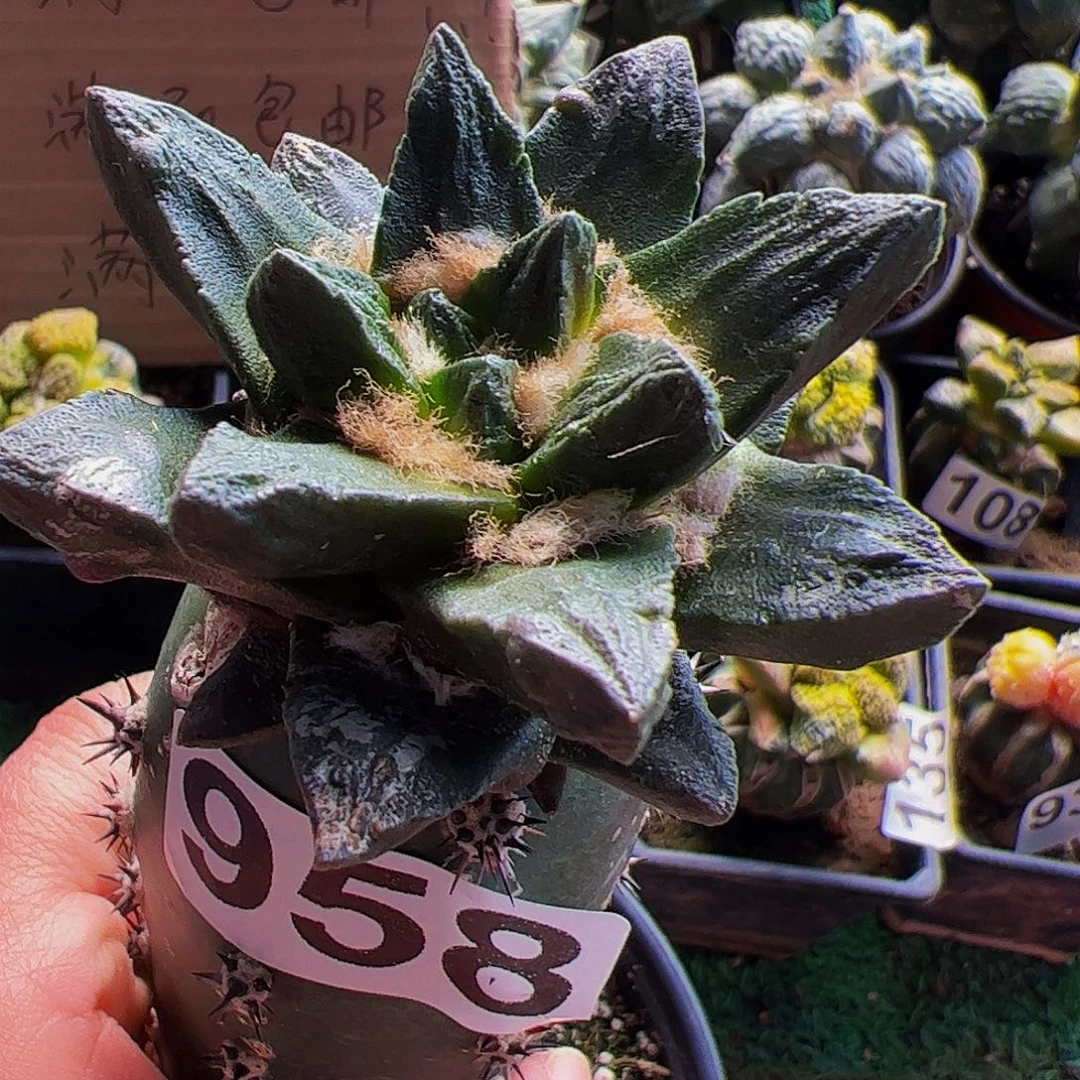 无花朵龙角牡丹958