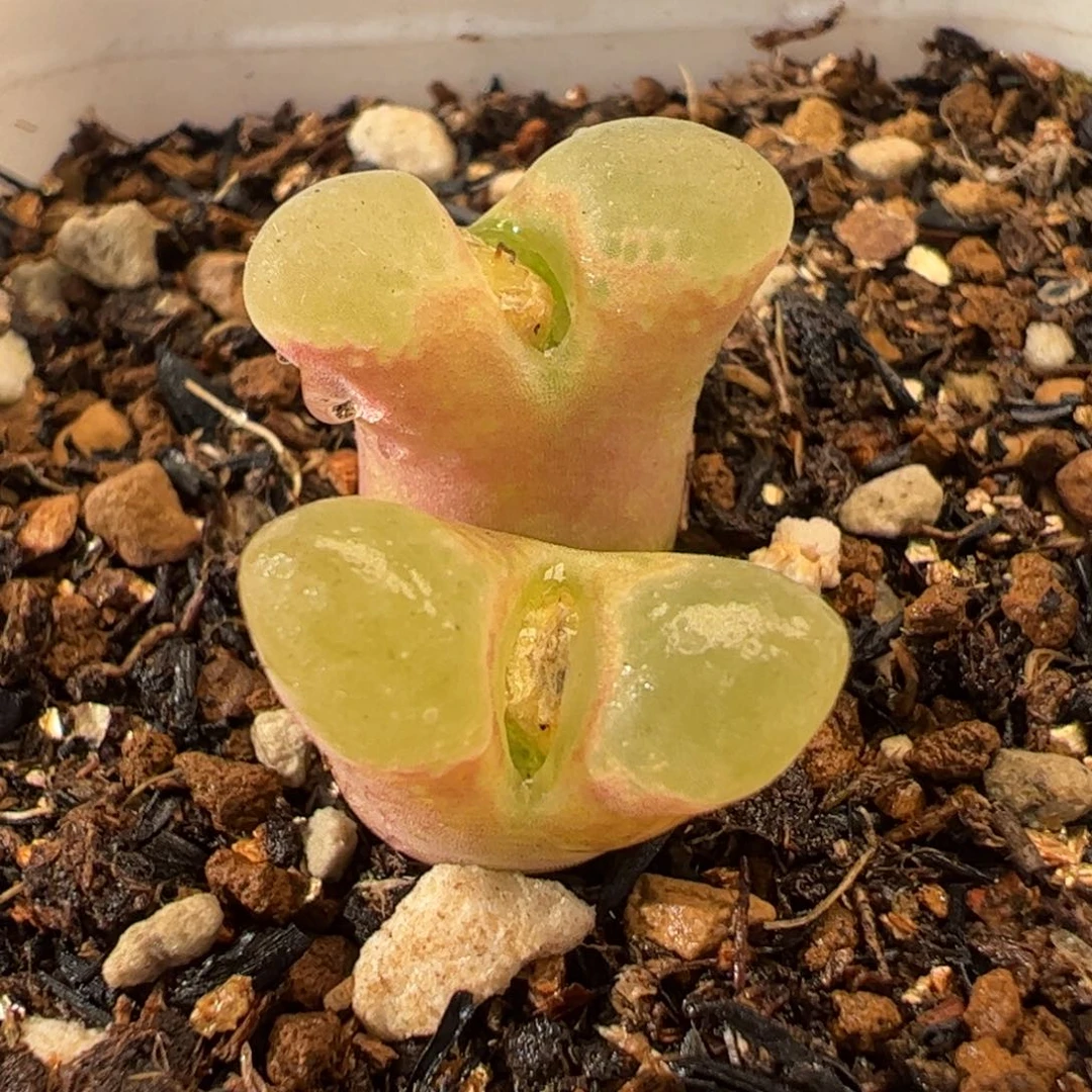 081多肉植物百科