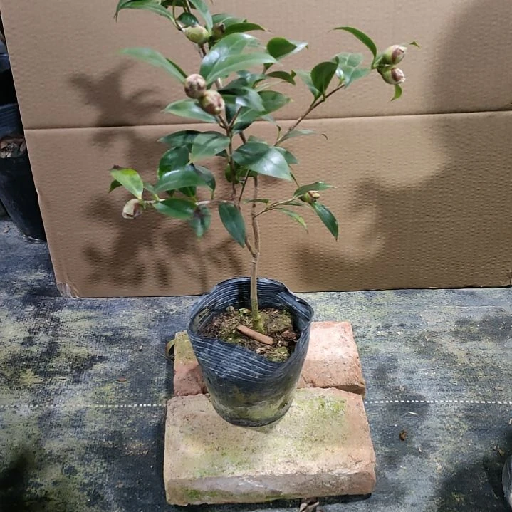 02午夜魔幻，原盆原土发货