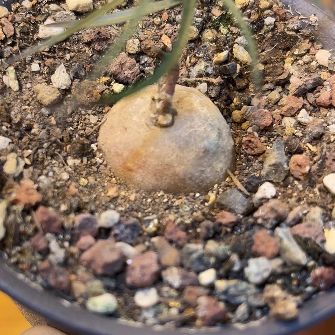 潮流植物优选润肺草，大漏