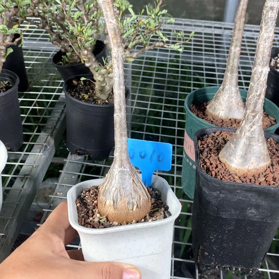 垂直葡萄翁多肉植物