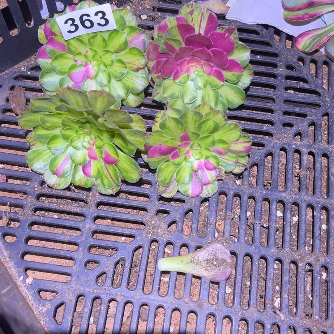 时***转精品多肉植物363知否