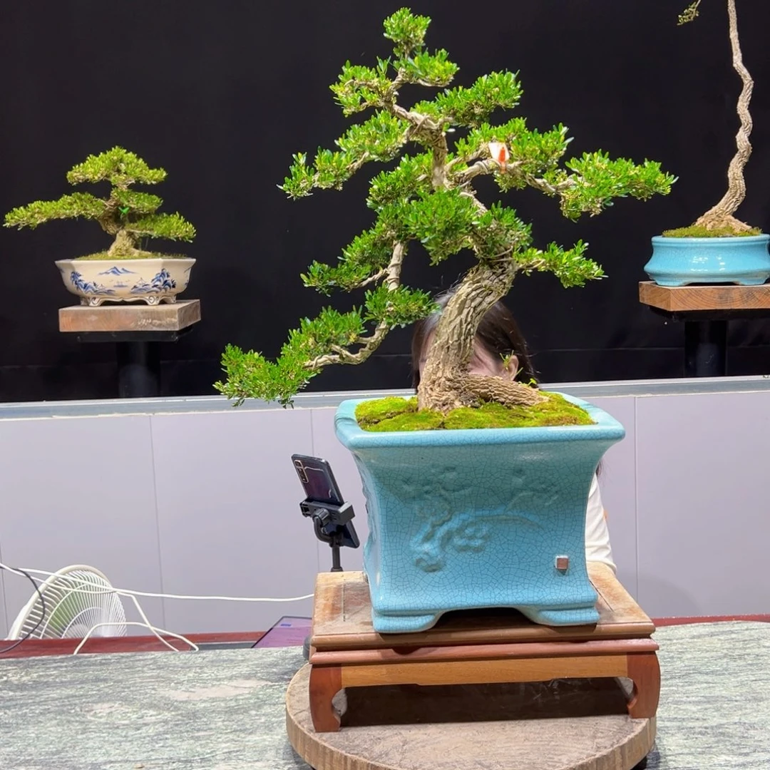 黄杨盆景老桩四季常青