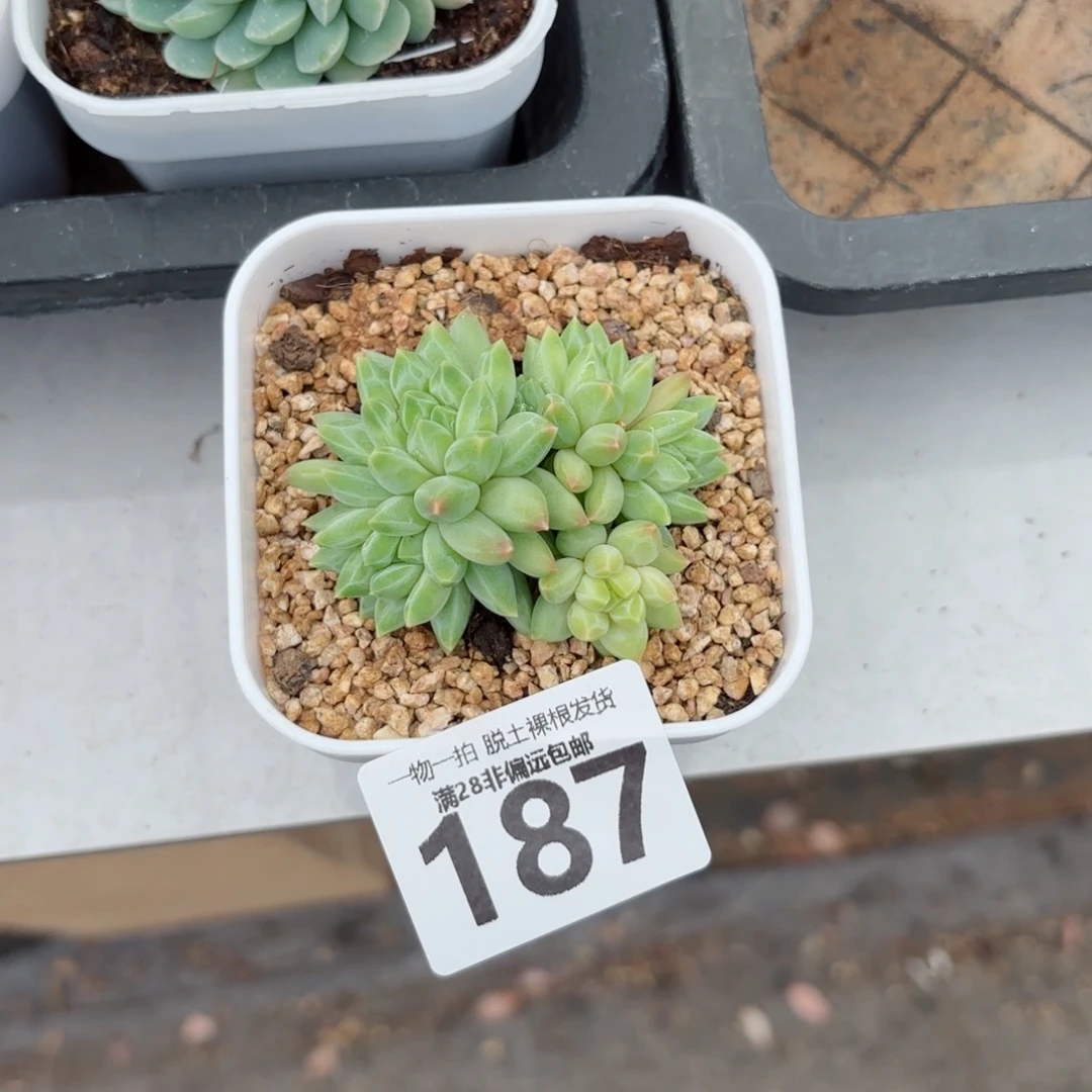 青花瓷无盆土发货