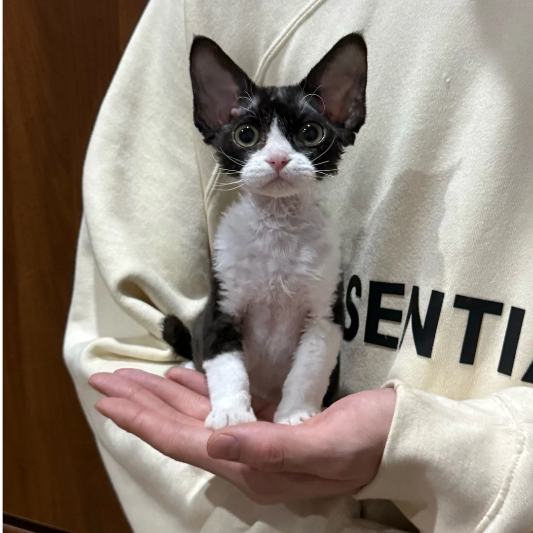 0331黑白开脸妹妹伊伊德文