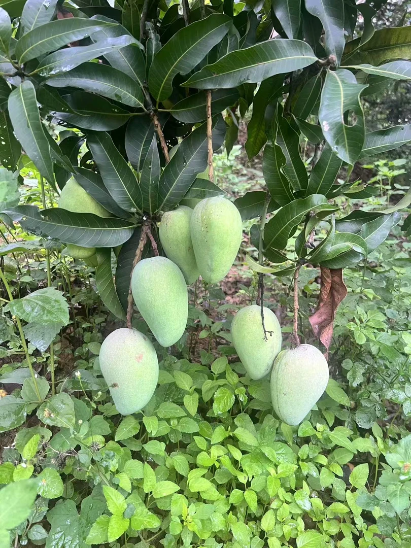 云南红河新鲜热带芒果新鲜采摘台农一号