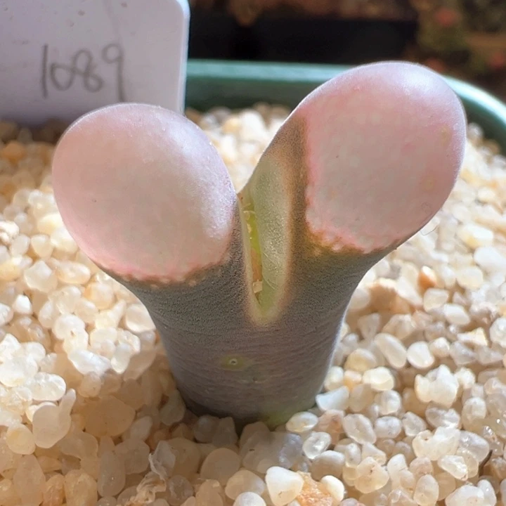 w/990 青蛙3年pv1089鲑鱼粉大小窗福利