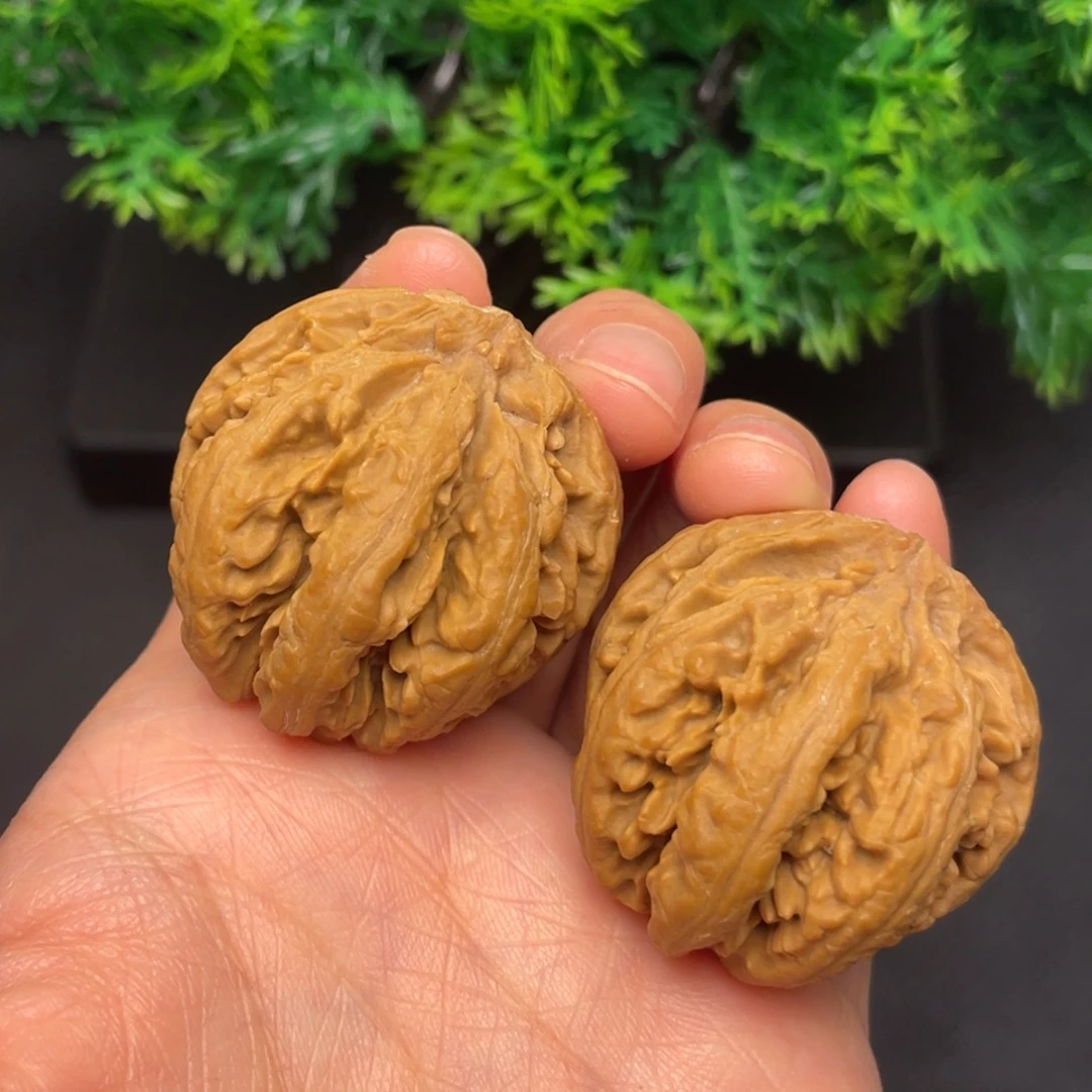 核桃秦岭核桃54号