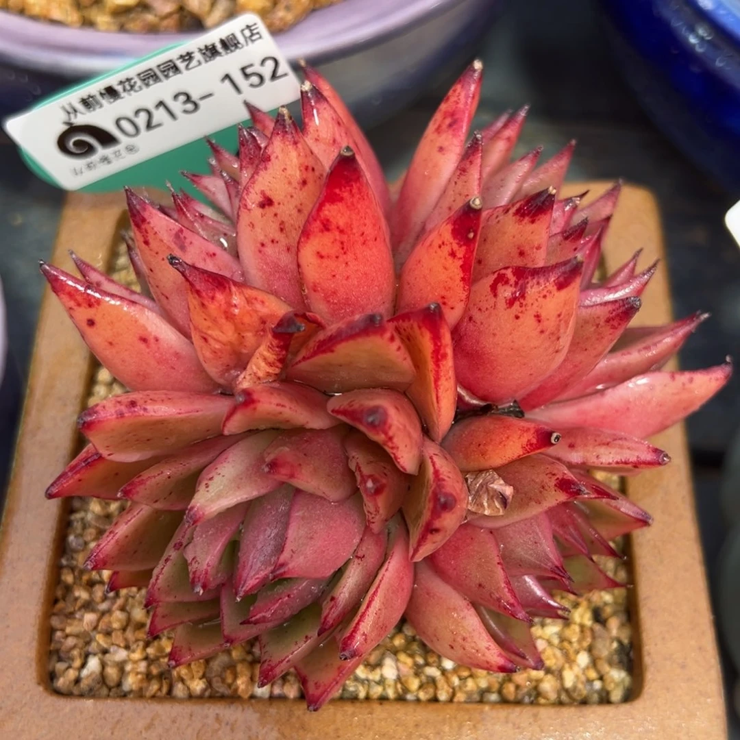 从前慢多肉精选编号0213.152