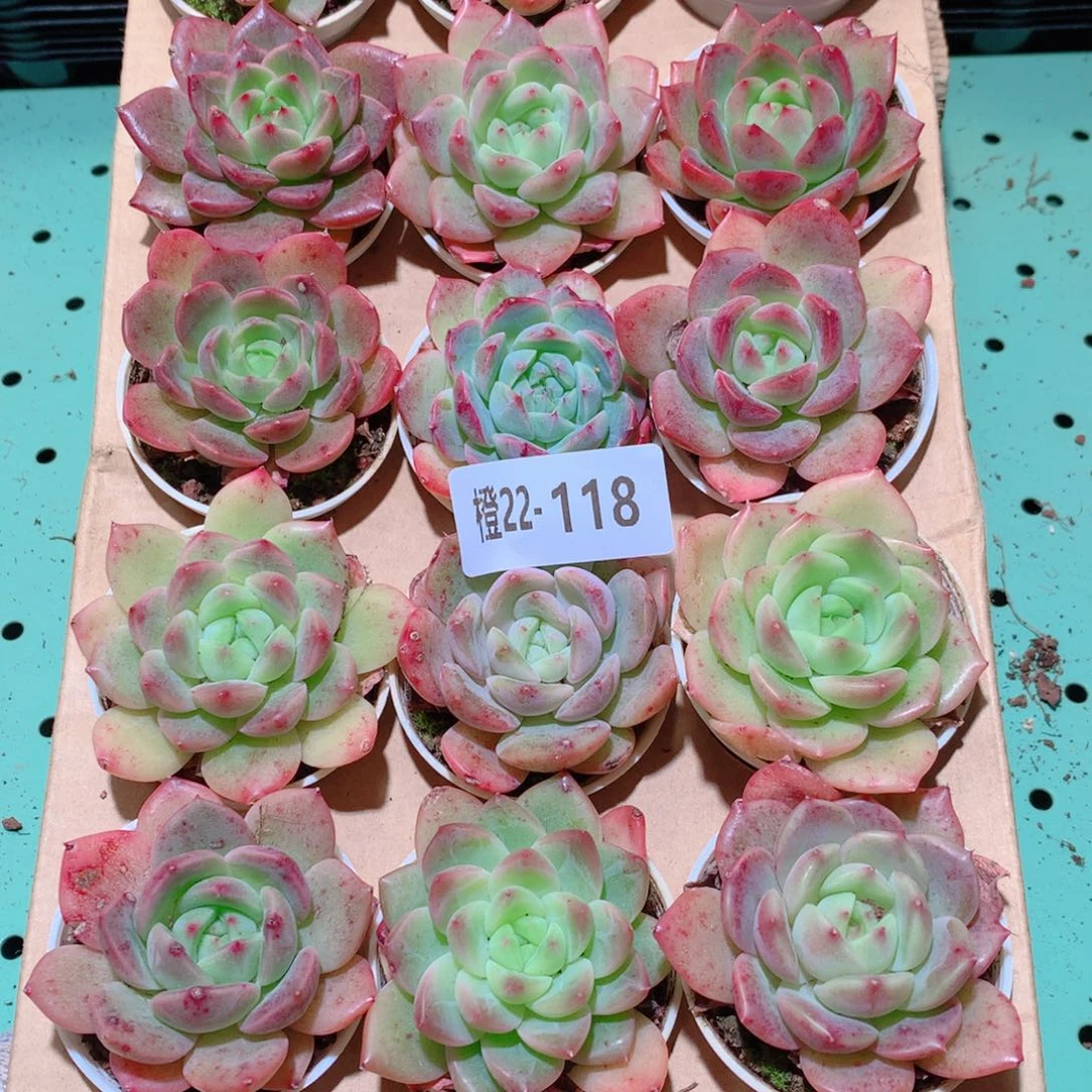 22-118一物一拍多肉带盆18颗