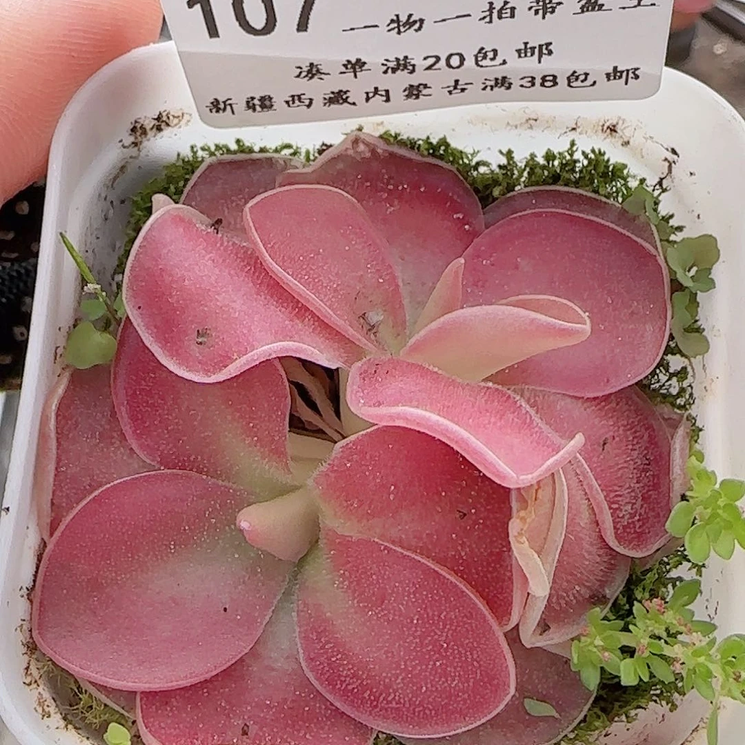 多肉0705-107赛题捕虫堇