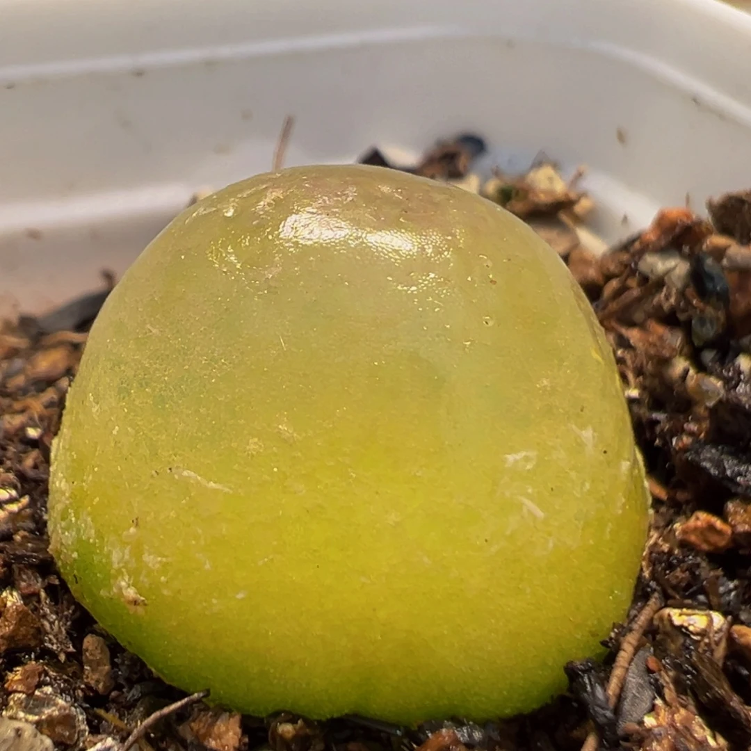 35多肉植物百科灯泡