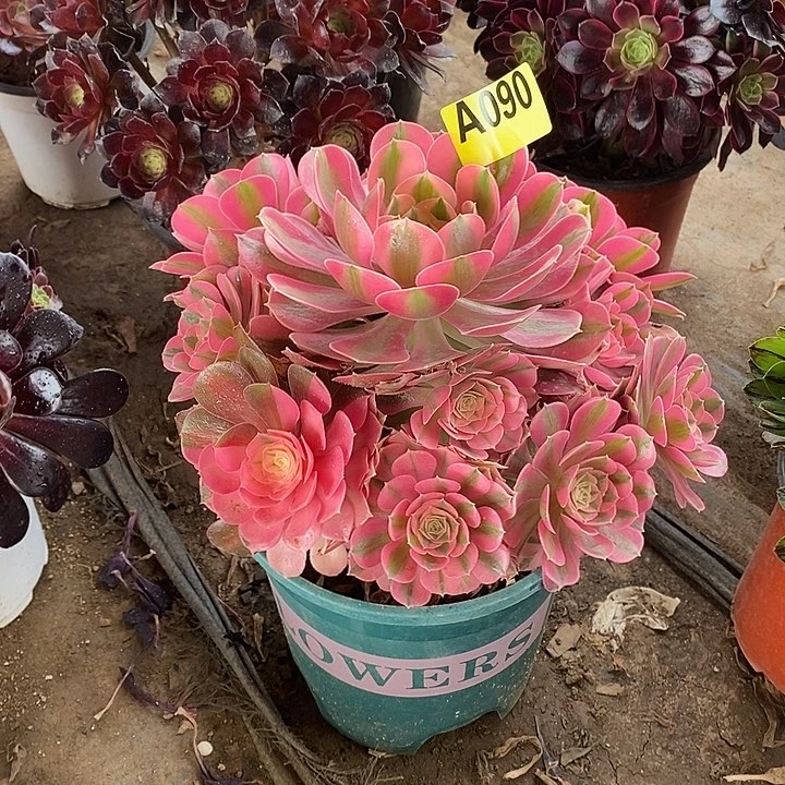 粉女巫多肉法师090