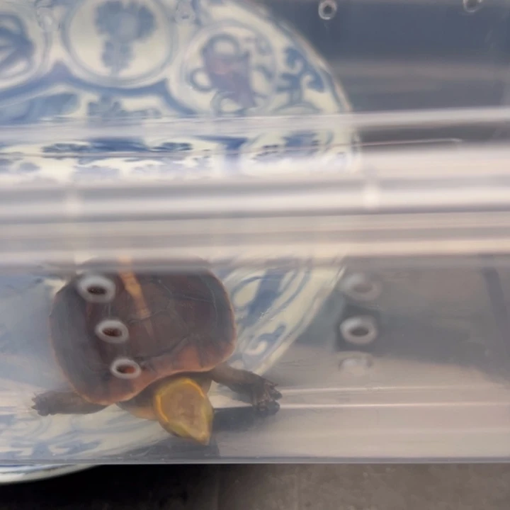 ****肉绿毛龟母啦说的都对啊你