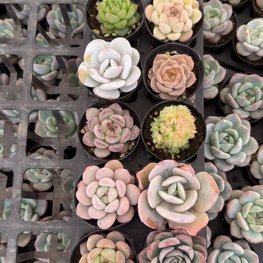 28-159量拍组合福利