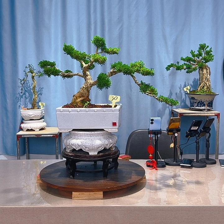 无花朵广东皱皮雀舌黄杨