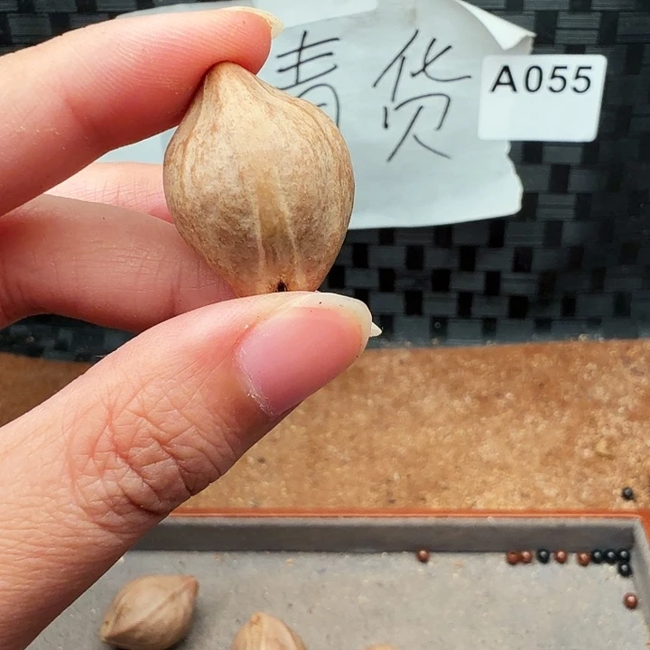 ****1手串/手链橄榄核橄榄