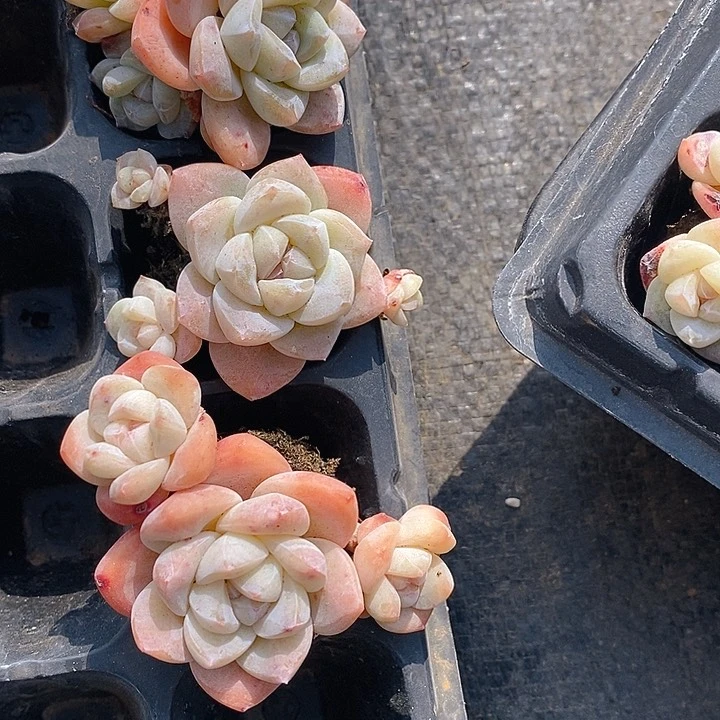 56 多肉植物盆栽花卉植物