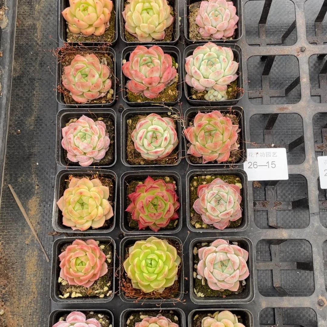 一物一拍18棵26-15