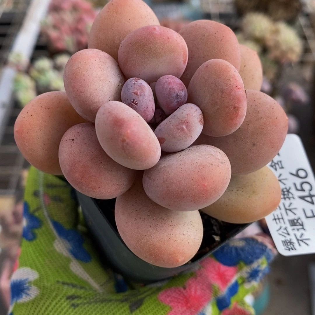 蛋黄奶酪456/6c m