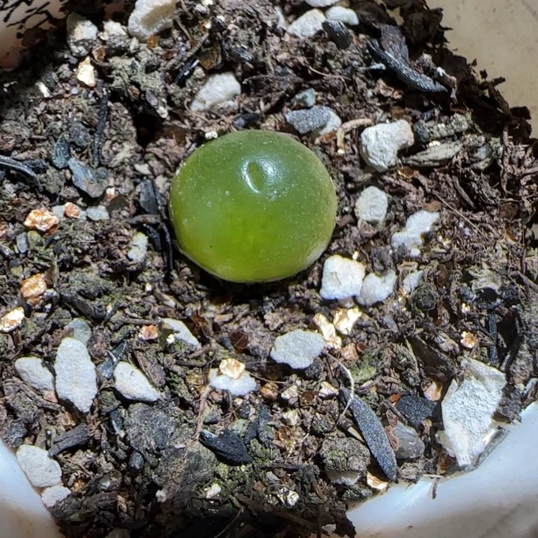 肉锥多肉植物组合-哈默775