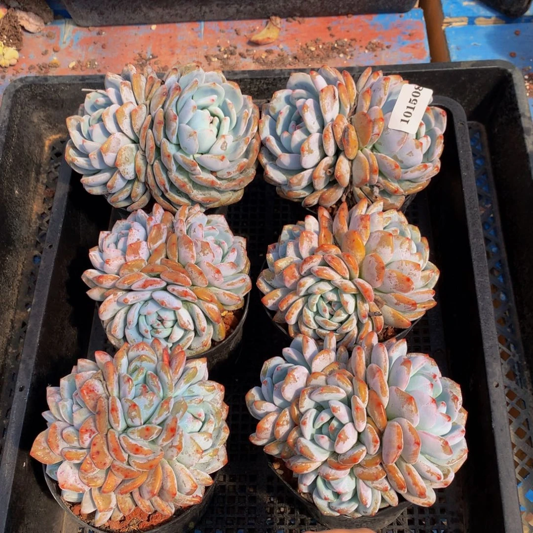 101508六个嗯嗯嗯嗯嗯好喜欢