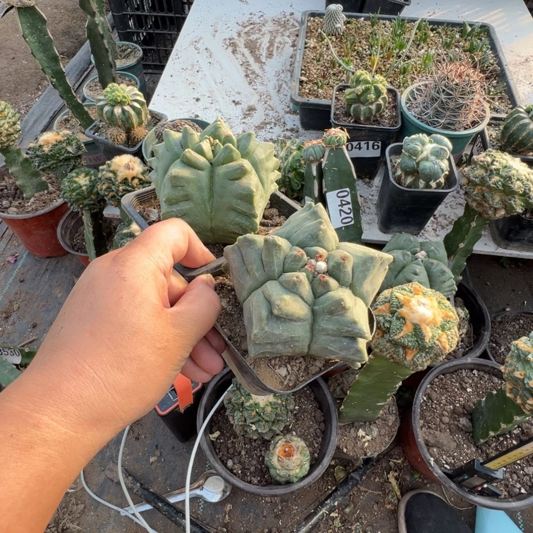 *****两个龟甲鸾仙人球