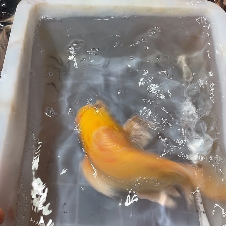 蝴蝶鲤鱼渔场直发19