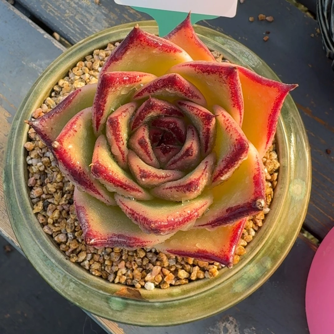 从前慢多肉精选编号1219.12