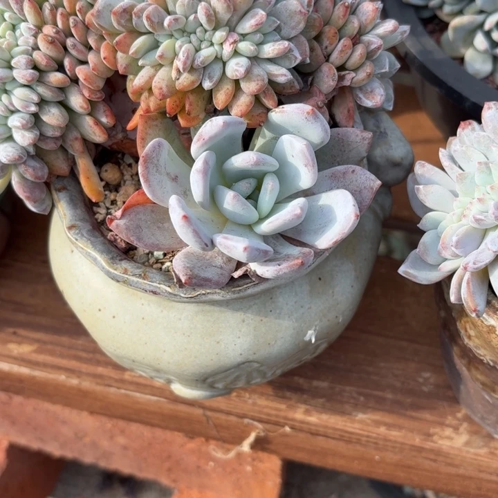 多肉植物花盆花盆