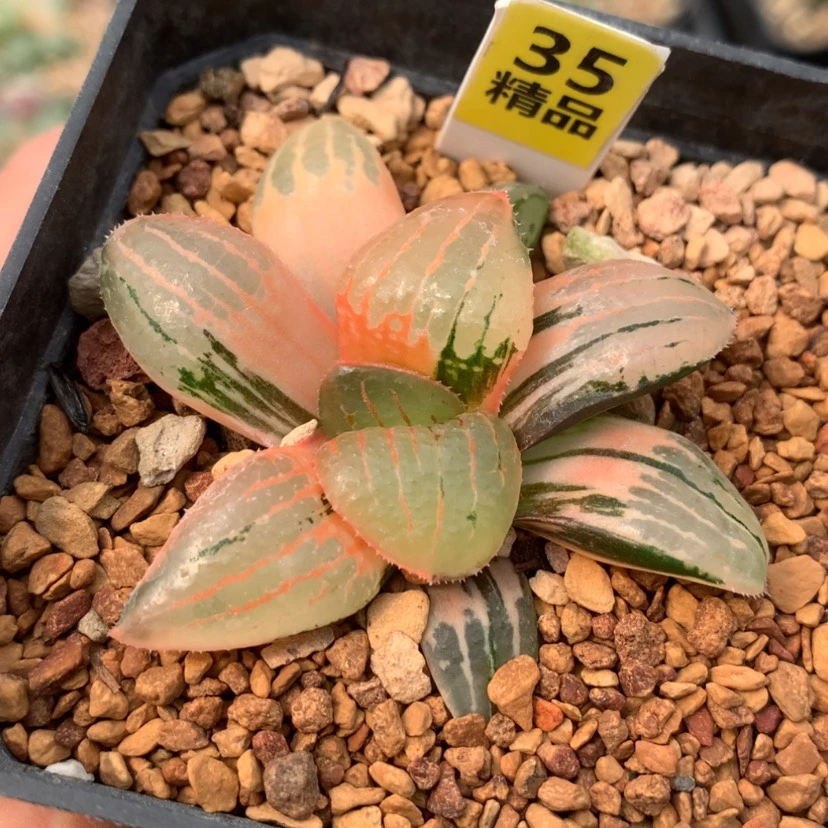 【闪购商品】冰**乐35亲指姬