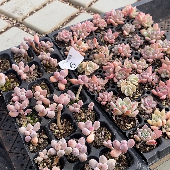 6 多肉植物盆栽花卉