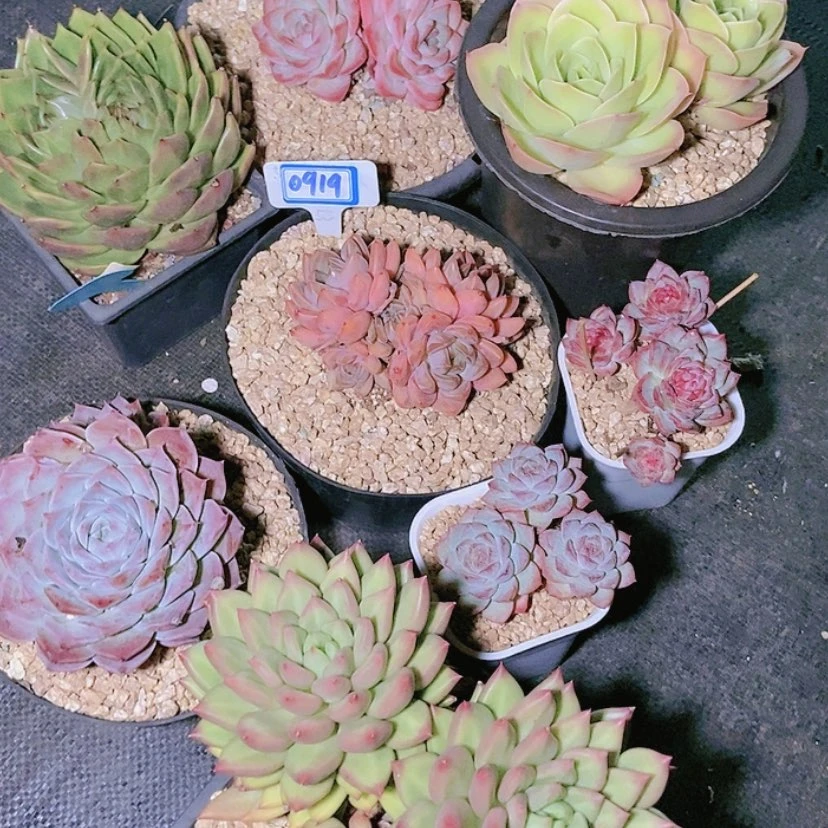 【闪购商品】不****调0919八颗