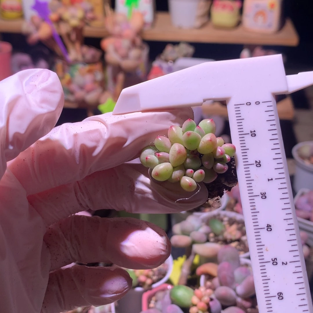 奶豆小奶豆群生。