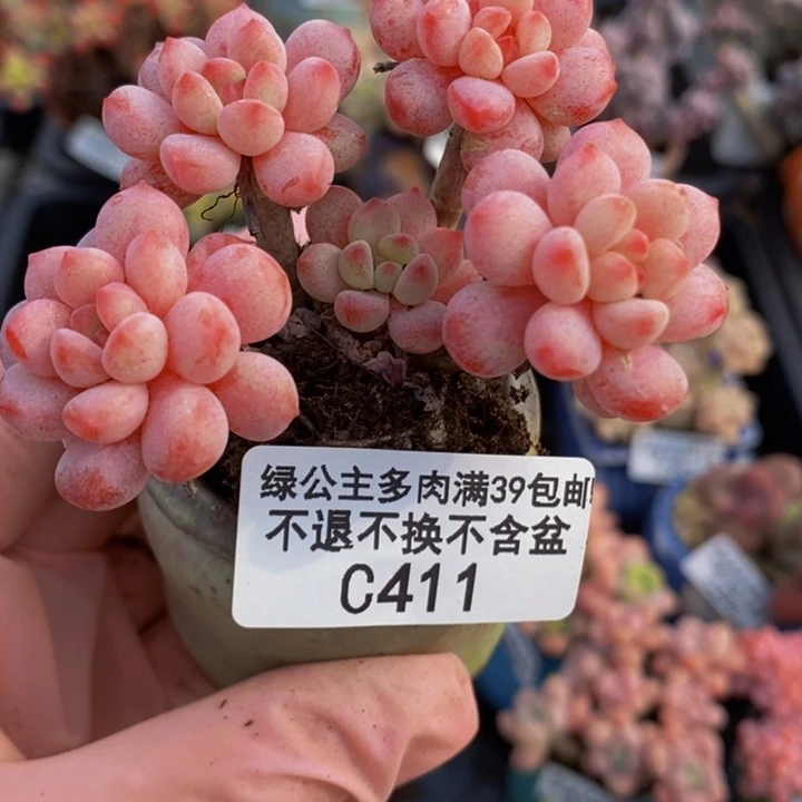 萌豆6cm411多肉植物