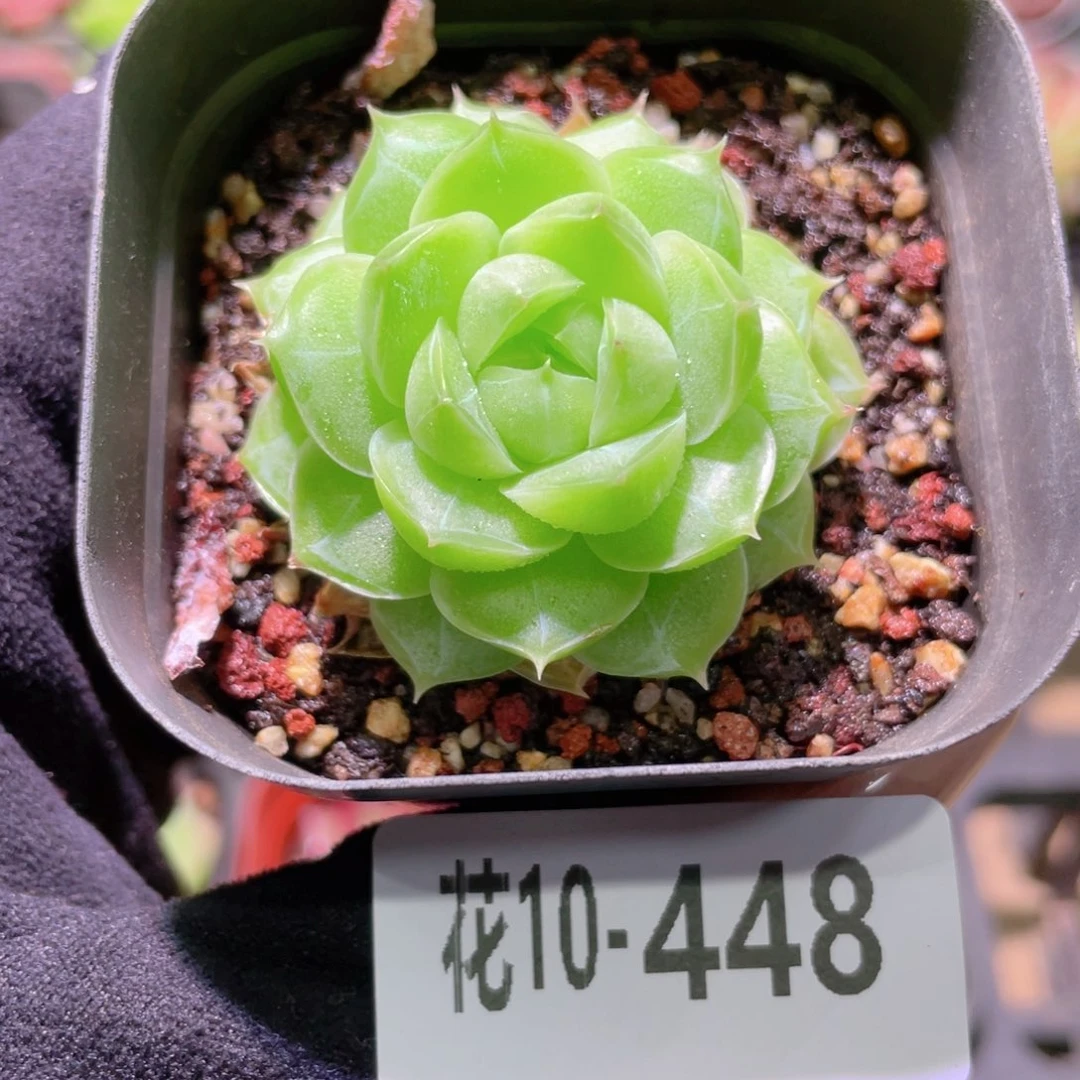 花利美10-448麦秆单头