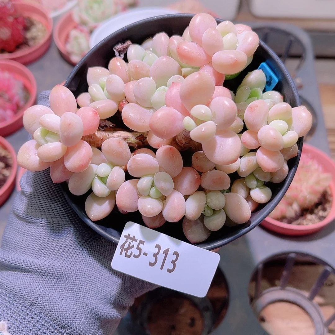 花05-313洛神群生
