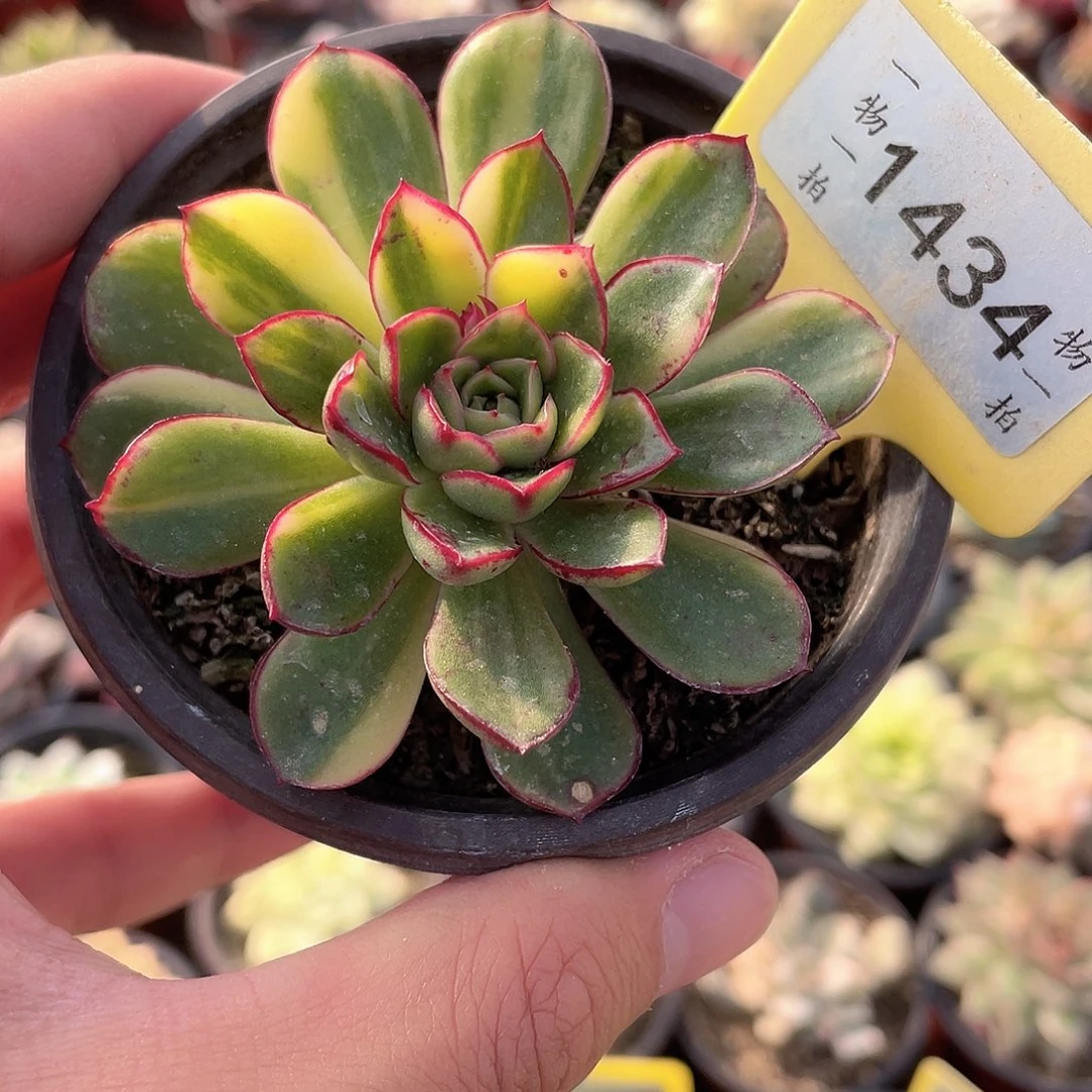 花锦1434号多肉植物